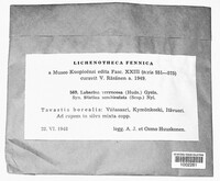 Lobarina scrobiculata image